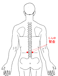 腎兪の場所
