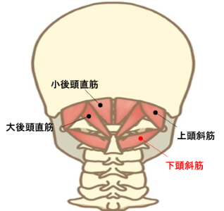 下頭斜筋